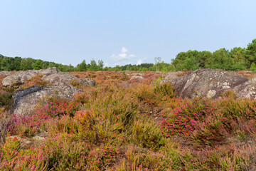 Heather land of Laris qui parle in Fontainebleau forest