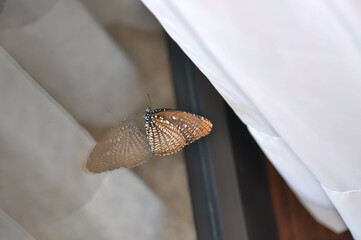 Elymnias hypermnestra sits on a window. Macro photo of a butterfly