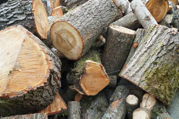 Timber Logs Ready for Firewood