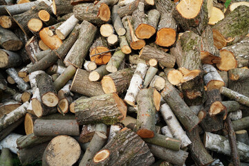 Prepared Firewood: Pile of Cut Wooden Logs