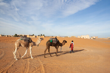 camels in the desert