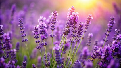 Obraz premium of blooming lavender flowers with vibrant purple hues and green leaves perfect for botanical designs, lavender, flowers, blooming