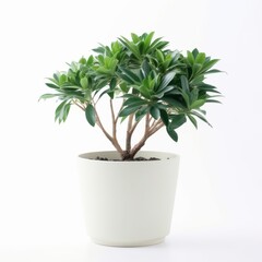 Obraz premium Potted Green House Plant in Minimalistic White Pot on White Background - Indoor Plant for Home or Office Decor