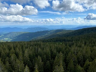 Forest landscape with many trees