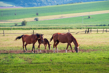 Fototapeta premium Foals are tied not only to their mothers, but also to the herd, i.e. already at the age of a few weeks they refuse to leave it, even if the mother is taken away.