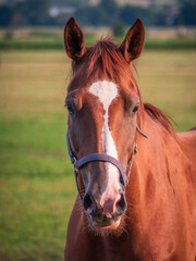 Naklejka premium Powerful beautiful brown horse standing on pasture. A beautiful portrait of a horse.