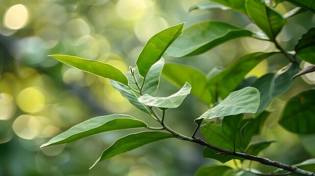 Green foliage of a camphor branch or cinnamon camphora on a backdrop of nature