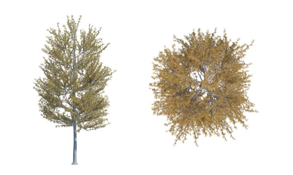 Tamarack autumn tree set png alpha chanel