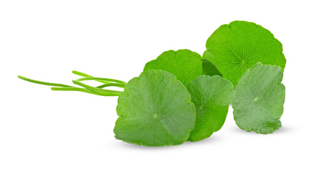 Fresh centella asiatica leaf on transparent png