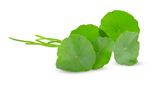 Fresh centella asiatica leaf on transparent png