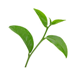 Fototapeta premium fresh green tea isolated on transparent png