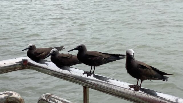 Lesser Noddy (Anous tenuirostris) also known as the sooty noddy, a seabird, seen at Elephanta Island near Mumbai, Maharashtra, India in monsoons