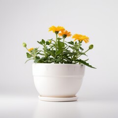 Vibrant Yellow Flowers in a White Ceramic Pot Against a Clean White Background - Ideal for Home Decor, Gardening, and Minimalist Design Themes