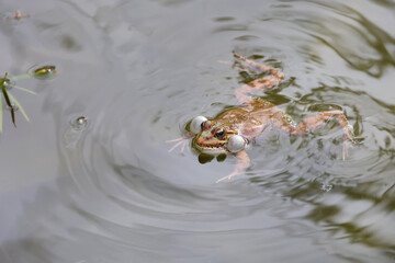 Cute Swimming Frog