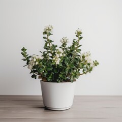 Fototapeta premium Elegant White Pot Plant with Green Foliage and Blossoms on Wooden Table â€“ Minimalist Home DÃ©cor and Indoor Plant Care