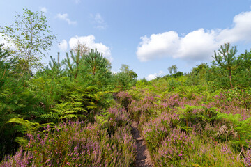 Obraz premium Denecourt path 16 in the Hills of the Trois Pignons forest