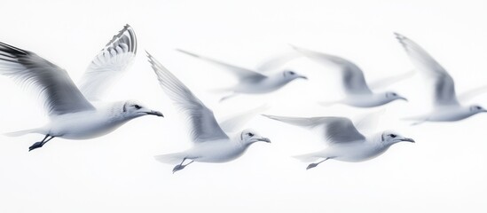 Obraz premium Seagulls in Flight Against a White Background