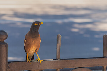 A common myna bird with a yellow beak and reddish eye sockets sits on top of the iron fence of the city promenade. Fauna and life of animals in human settlements