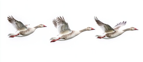 Obraz premium Three Geese in Flight Against a White Sky
