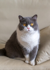 British shorthair cat sitting on sofa