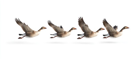 Obraz premium Four Geese in Flight: A Formation of Grace