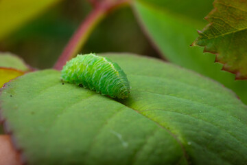 Fototapeta premium worm on a leaf