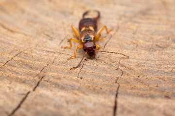 earwig