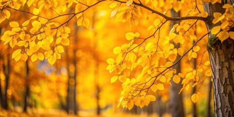 Yellow leaves on a tree in a vibrant autumn forest, autumn, foliage, trees, nature, orange, seasonal, fall