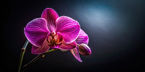 Moody portrait of a pink orchid, dark background, and dramatic chiaroscuro.