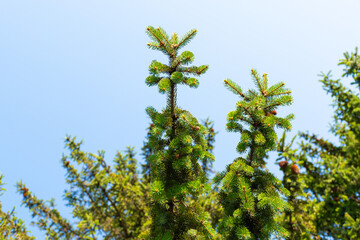 leaves on blue sky background