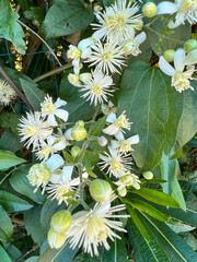 This is a detailed closeup view of a beautiful plant that showcases its delicate white flowers...