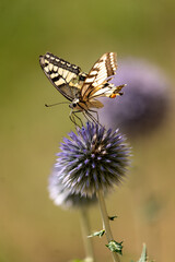 butterfly on a flower