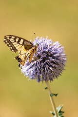 butterfly on flower