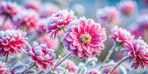 Obraz premium Frozen pink flowers covered in frost in the cold winter , winter, cold, frozen, pink, flowers, frost, cold weather, icy
