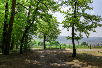 A forest with a dirt road in the middle