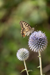 Obraz premium butterfly on a flower