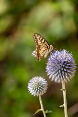 butterfly on a flower