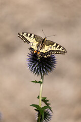 butterfly on a flower