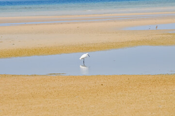 A heron hunts on the ocean shore