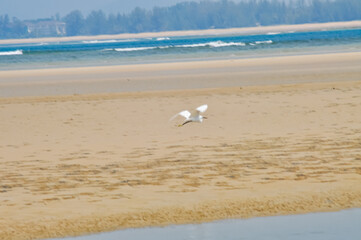 A heron hunts on the ocean shore