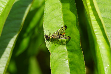 Female scorpionfly Panorpa germanica, family Panorpidae feeding on a dead insect on leaves of a peach tree in a Dutch garden. Summer, July