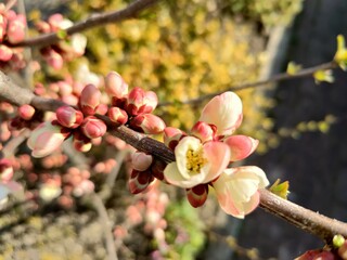 This image features a detailed close up of a flower bud resting delicately on a tree branch, showcasing its beauty and potential bloom