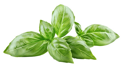 Obraz premium Fresh basil leaves showcasing vibrant green color and smooth texture, perfect for culinary presentations and herbal decor.