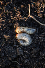 Engerlinge auf Erde, Larve von Käfer, 