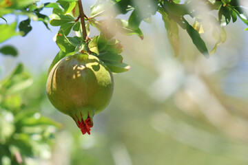 Pomegranate Branch
