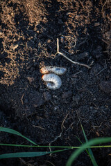 Engerlinge auf Erde, Larve von Käfer, 