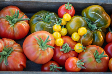Kiste mit verschiedenen Tomaten, Gemüse ernten im Garten, Holzkiste mit vielen Tomatensorten, 