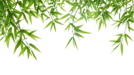 Fototapeta premium Bamboo Leaves on White Background