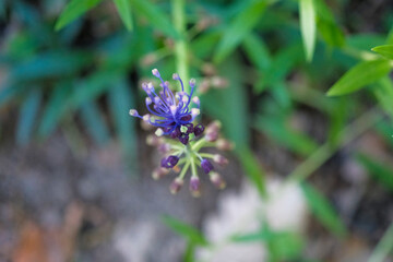 This image features a closeup view of a beautifully vibrant purple flower, showcasing its intricate details, with lush green leaves artistically framing the background