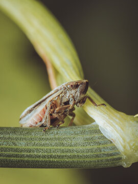 A close-up of a Common froghopper in the UK